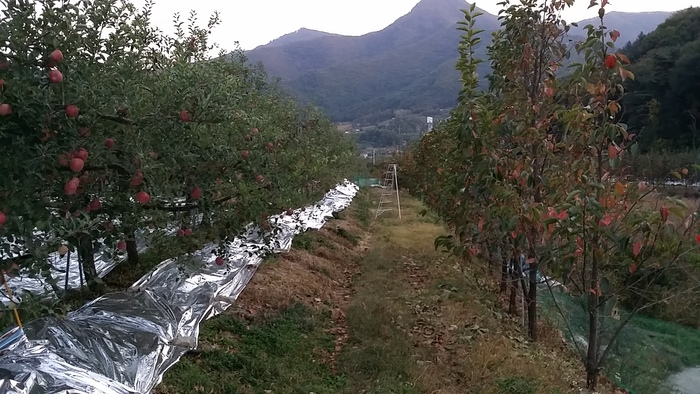 감나무와 어우러진 강변쪽 전경입니다 ^^